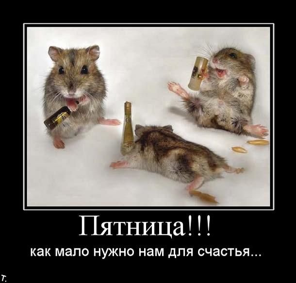 Демотиваторы приколы