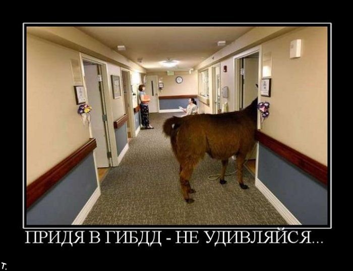 Демотиваторы приколы