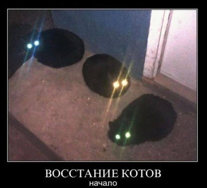 Демотиваторы приколы