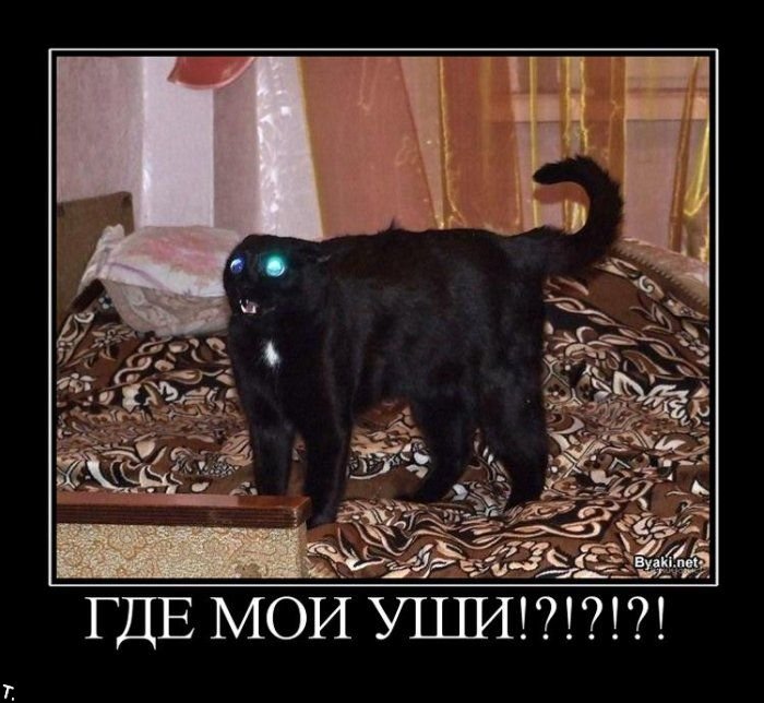 Демотиваторы приколы