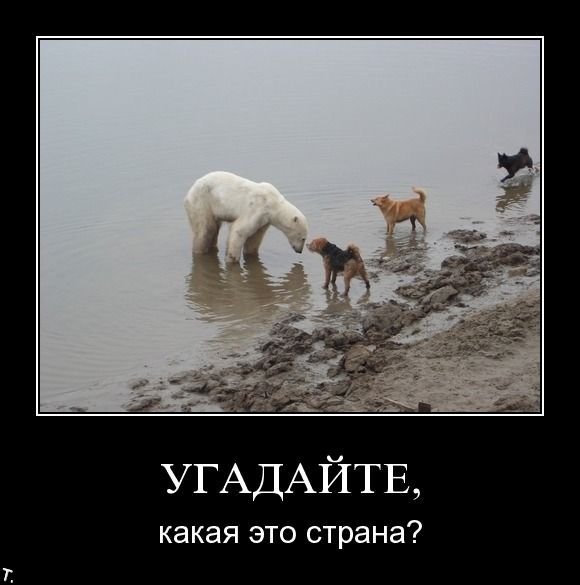 Демотиваторы приколы