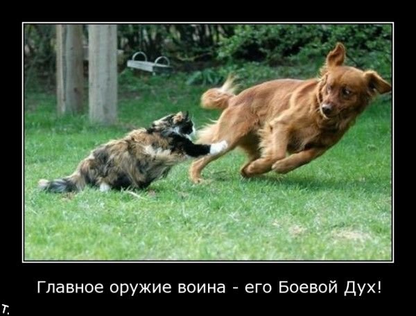 Демотиваторы приколы