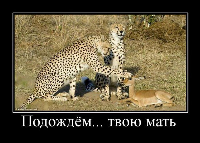 Демотиваторы приколы