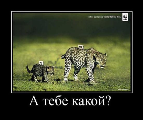 Демотиваторы приколы