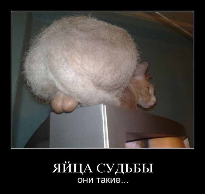 Демотиваторы приколы