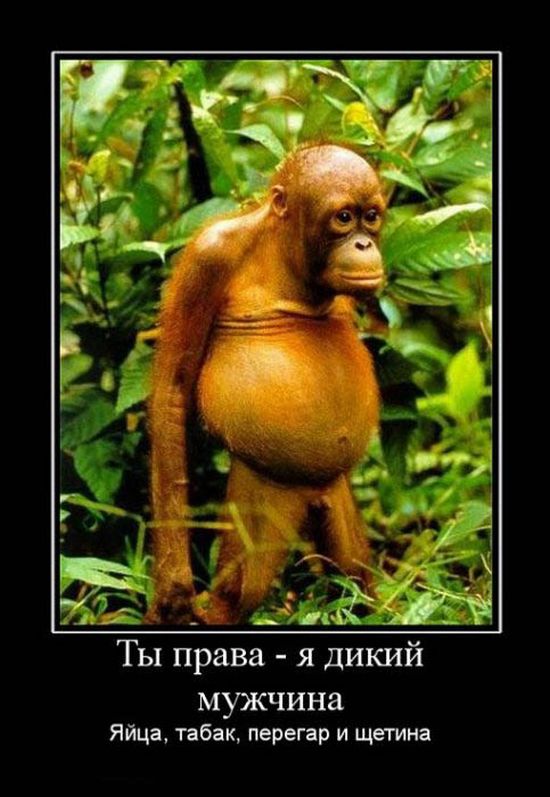 Демотиваторы приколы