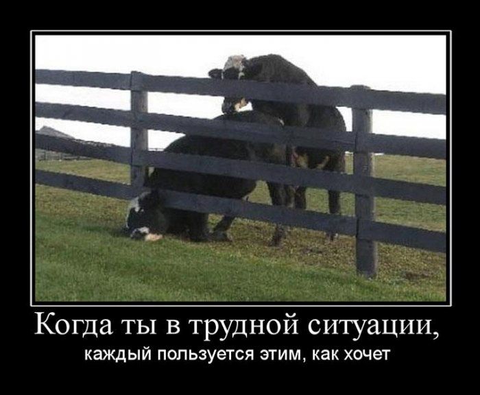 Демотиваторы приколы