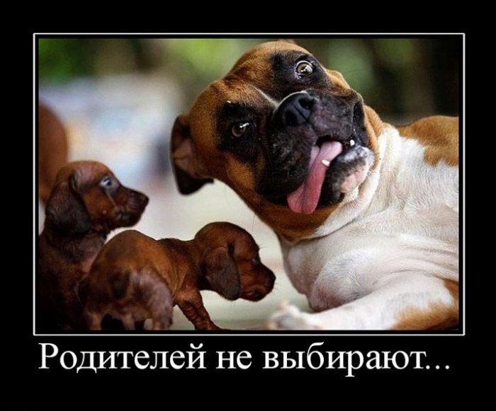 Демотиваторы приколы