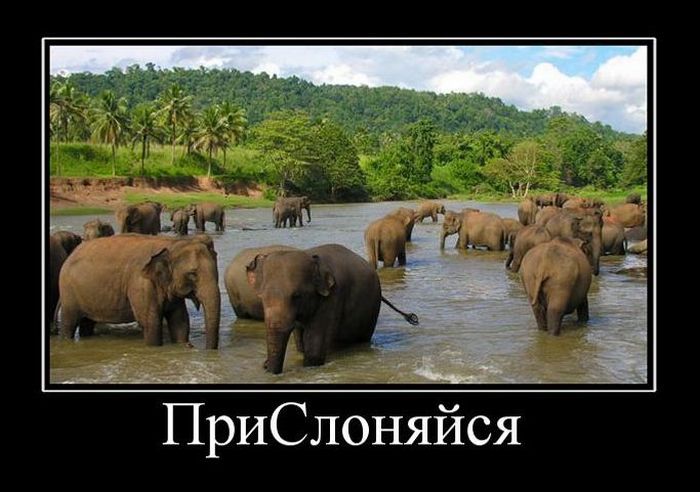 Демотиваторы приколы