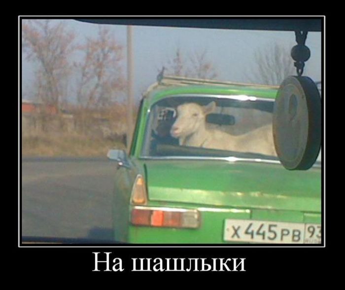 Демотиваторы приколы