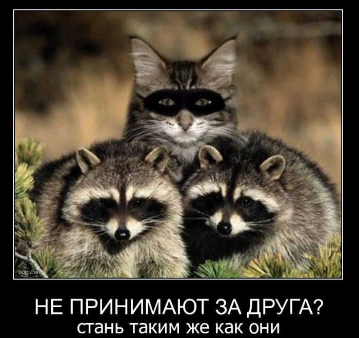 Демотиваторы приколы