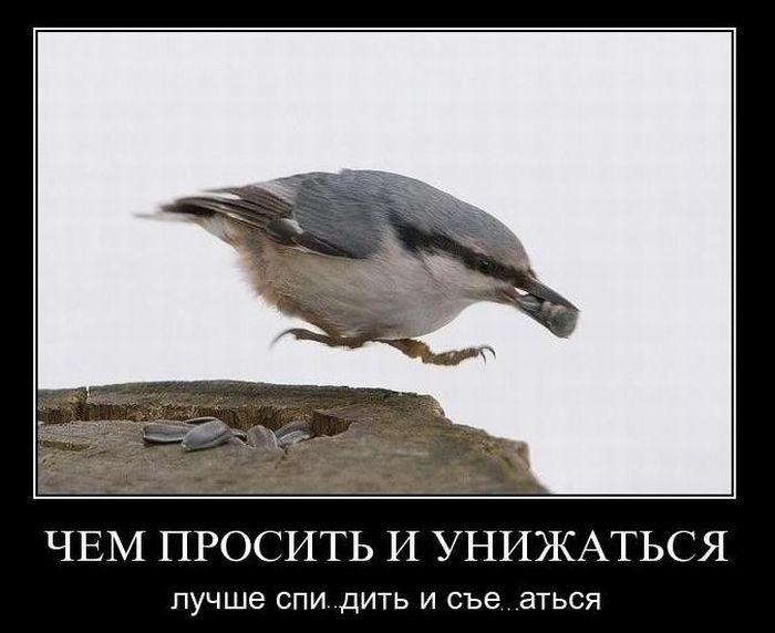 Демотиваторы приколы