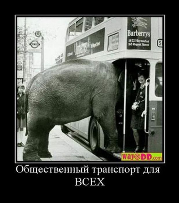 Демотиваторы приколы