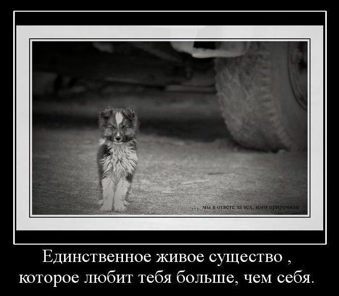 Демотиваторы приколы