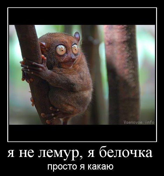 Демотиваторы приколы