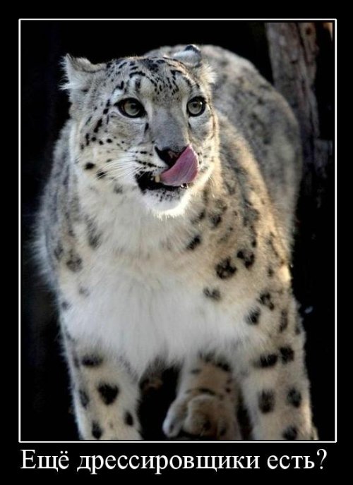 Демотиваторы приколы