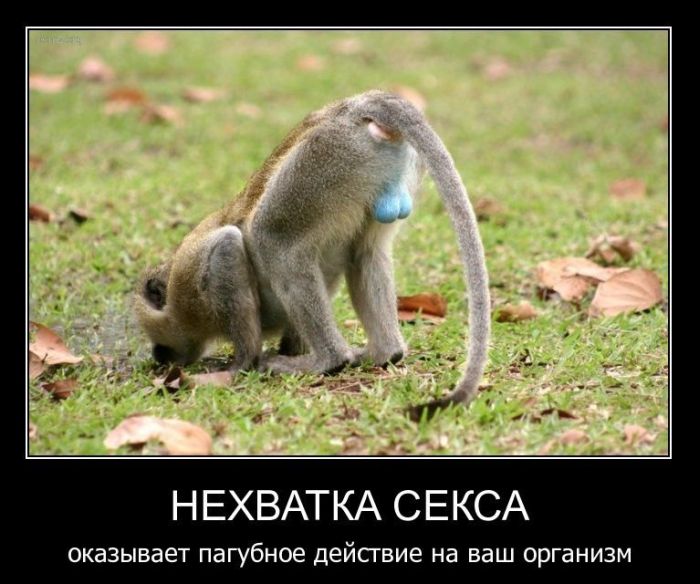 Демотиваторы приколы