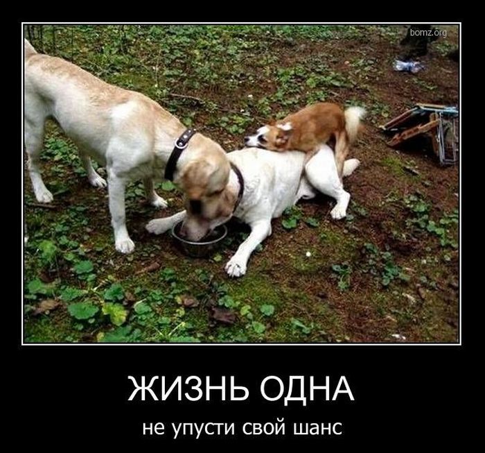 Демотиваторы приколы