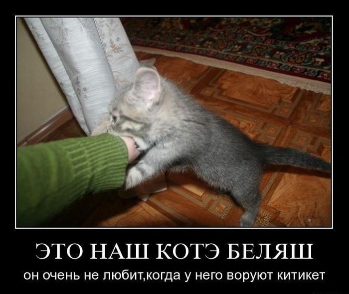 Демотиваторы приколы