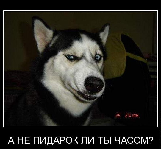 Демотиваторы приколы