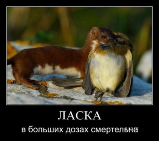 Демотиваторы приколы