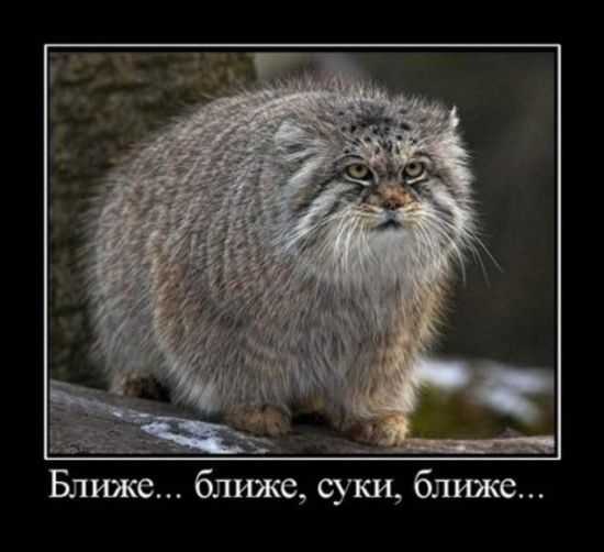 Демотиваторы приколы