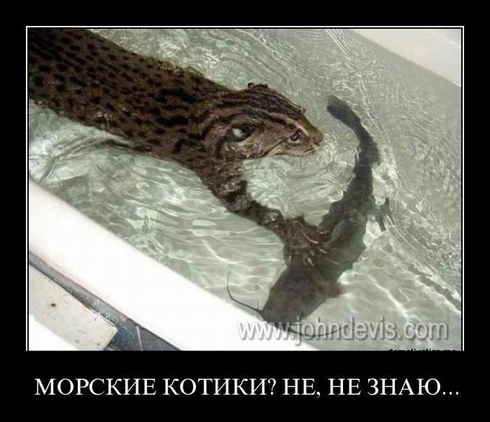 Демотиваторы приколы