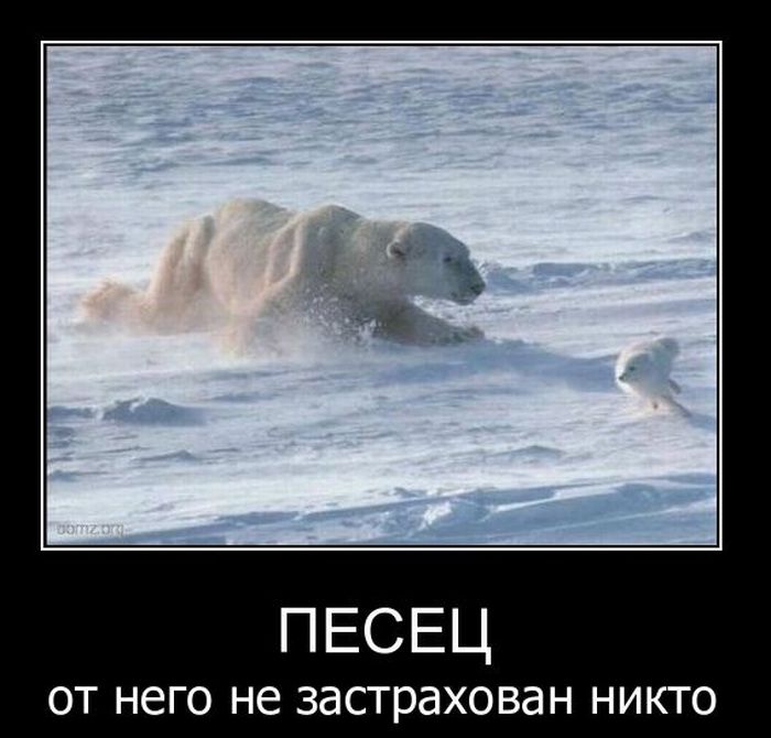 Демотиваторы приколы