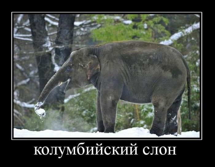 Демотиваторы приколы