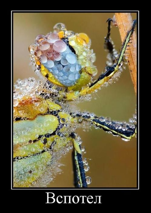 Демотиваторы приколы