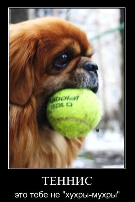 Демотиваторы приколы