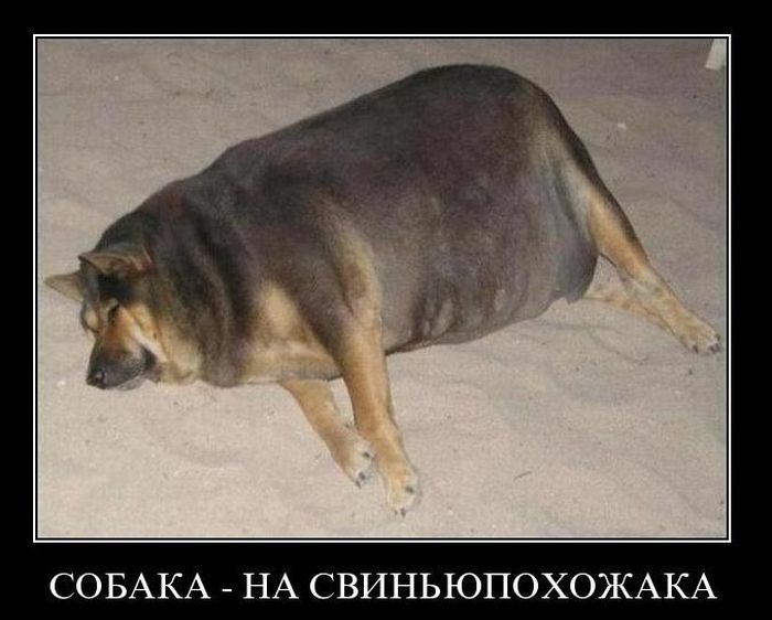 Демотиваторы приколы