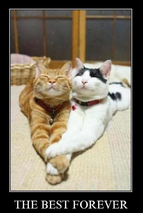 Демотиваторы приколы