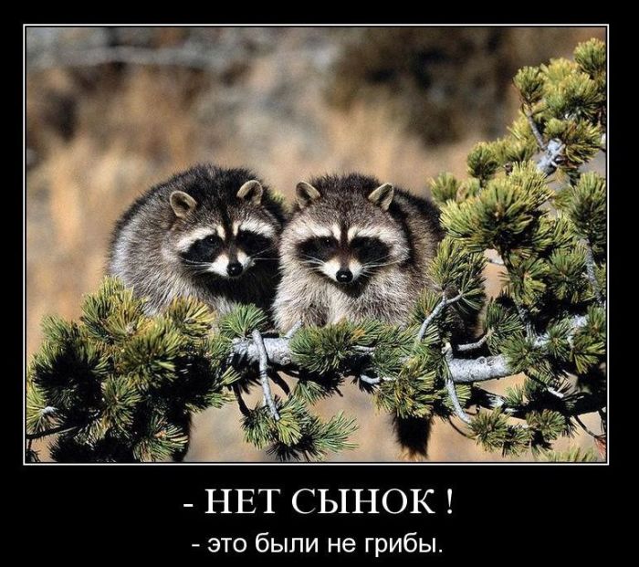 Демотиваторы приколы