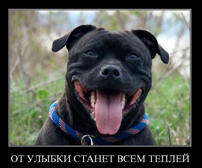 Демотиваторы приколы