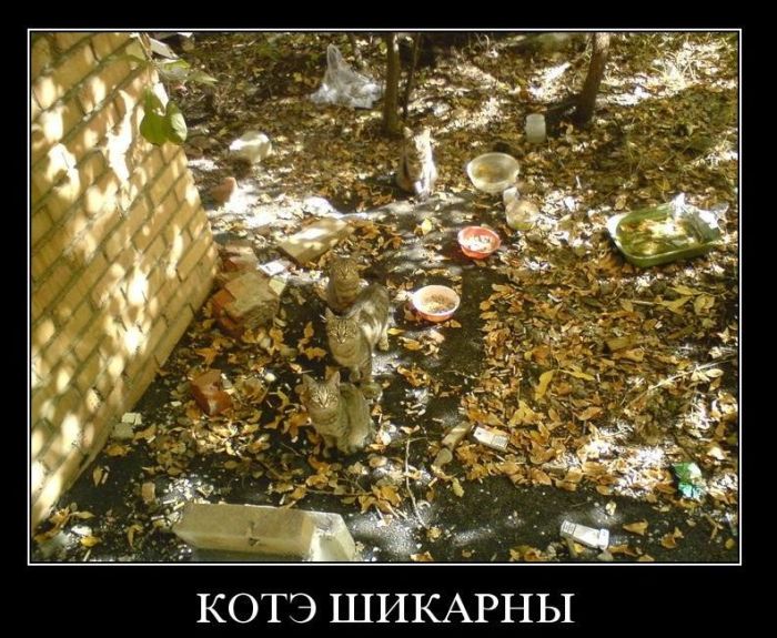 Демотиваторы приколы