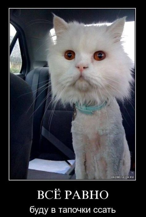 Демотиваторы приколы