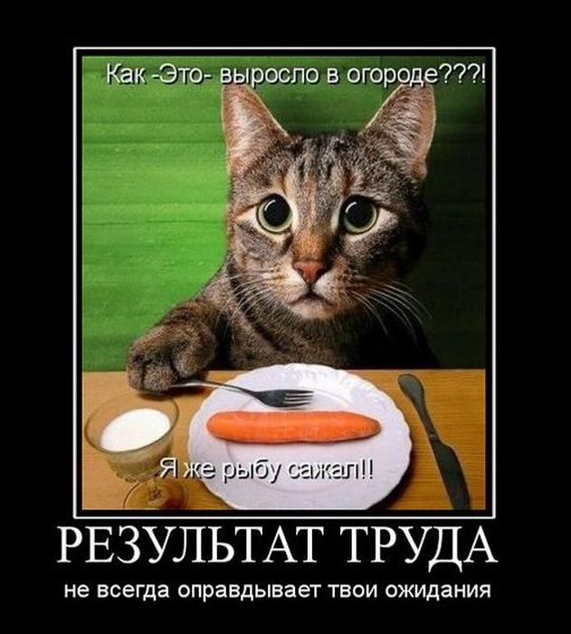 Демотиваторы приколы