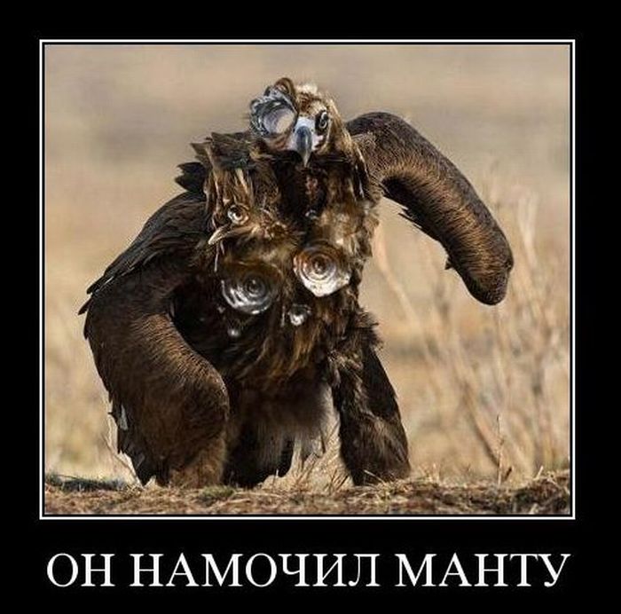 Демотиваторы приколы