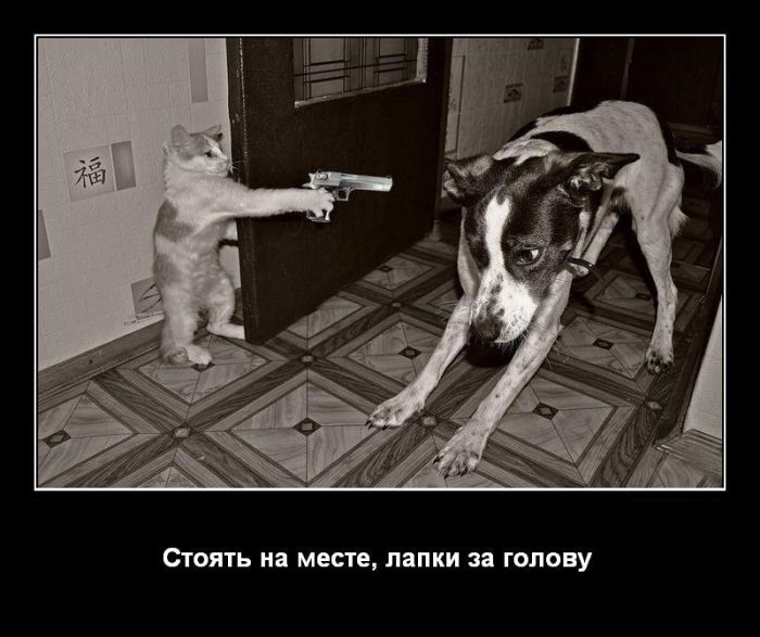 Демотиваторы приколы