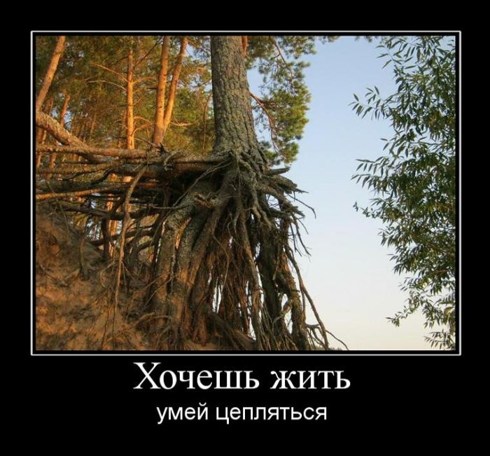 Демотиваторы приколы