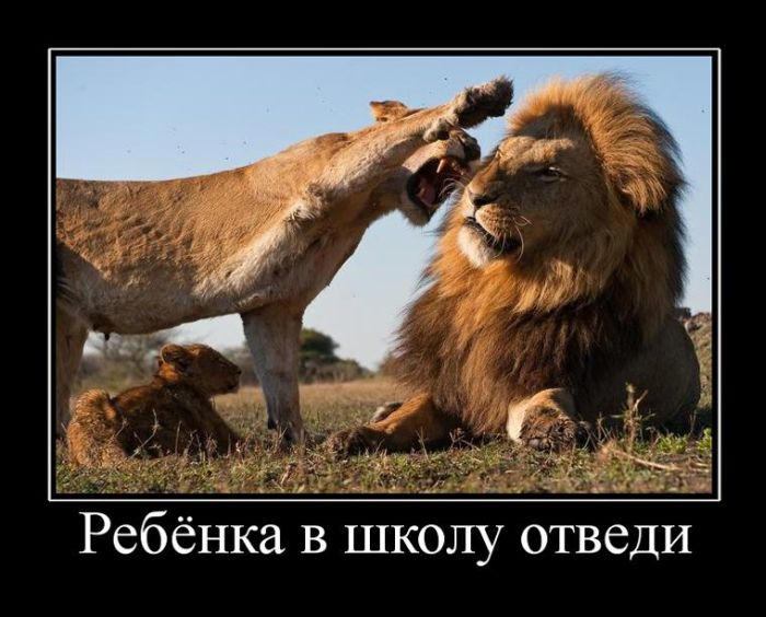 Демотиваторы приколы