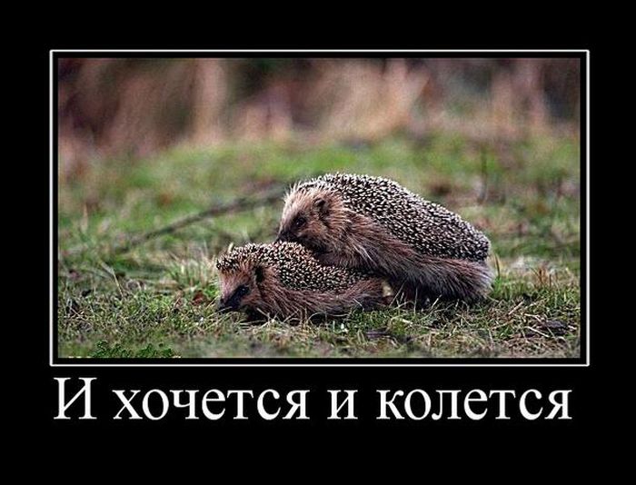 Демотиваторы приколы