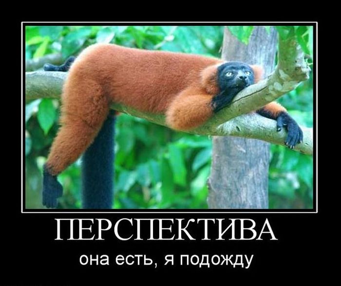 Демотиваторы приколы