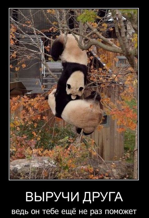 Демотиваторы приколы