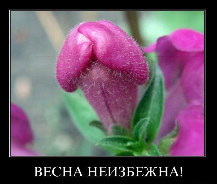 Демотиваторы приколы