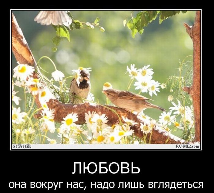 Демотиваторы приколы