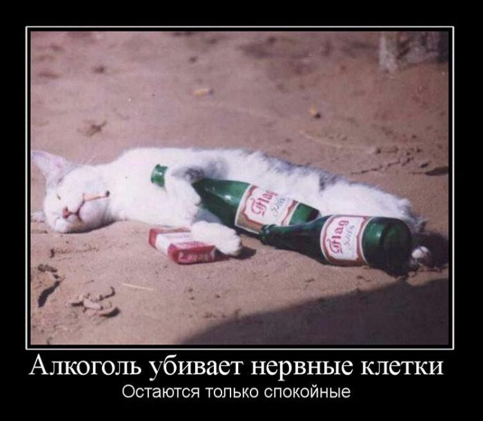 Демотиваторы приколы