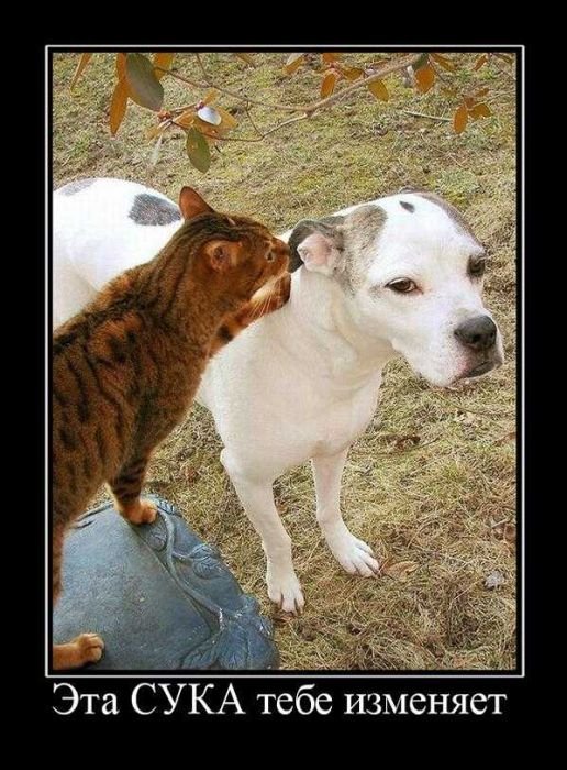 Демотиваторы приколы