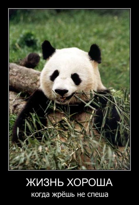 Демотиваторы приколы